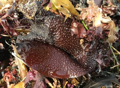 Chondracanthus