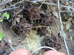 Haworthiopsis tessellata
