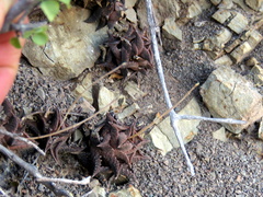 Haworthiopsis tessellata