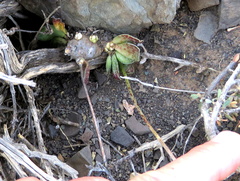 Adromischus trigynus