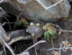Adromischus trigynus