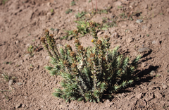 Nassauvia pyramidalis