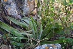 Agave kewensis