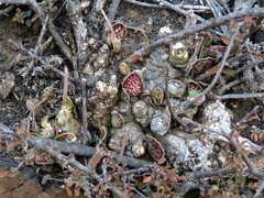 Adromischus trigynus
