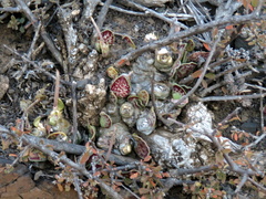 Adromischus trigynus