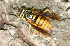 Spilomyia alcimus