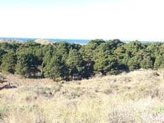 Pinus contorta contorta