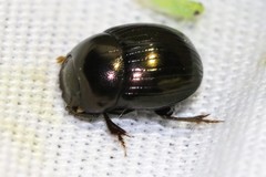 Ateuchus histeroides