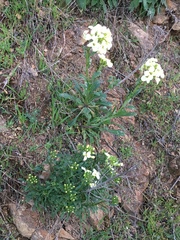 Erysimum concinnum