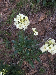 Erysimum concinnum