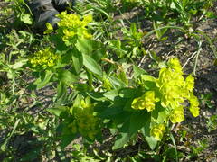 Euphorbia procera