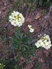 Erysimum concinnum