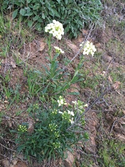 Erysimum concinnum