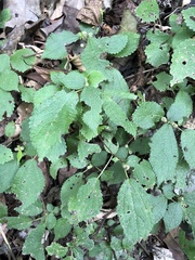 Boehmeria pilosiuscula