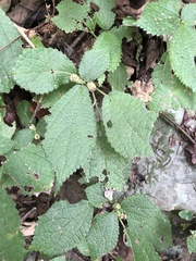 Boehmeria pilosiuscula