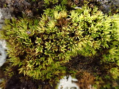 Hydrogonium croceum