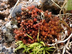 Ptychostomum pallens