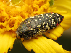 Acmaeodera rubronotata