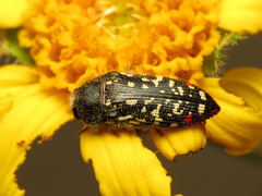 Acmaeodera rubronotata