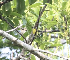 Todirostrum chrysocrotaphum