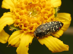 Acmaeodera rubronotata