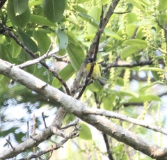 Todirostrum chrysocrotaphum