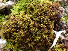 Hydrogonium croceum