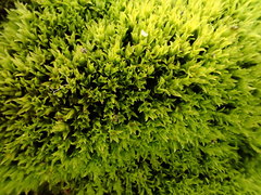 Hydrogonium croceum
