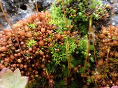 Ptychostomum pallens