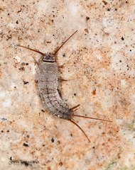 Ctenolepisma ciliatum