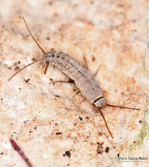 Ctenolepisma ciliatum
