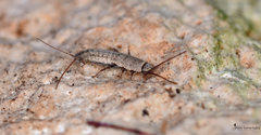 Ctenolepisma ciliatum