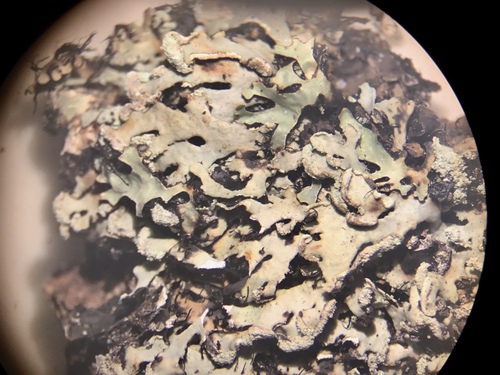 Heterodermia casarettiana image