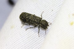 Lichenophanes bicornis