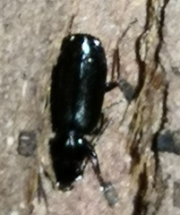 Carabidae