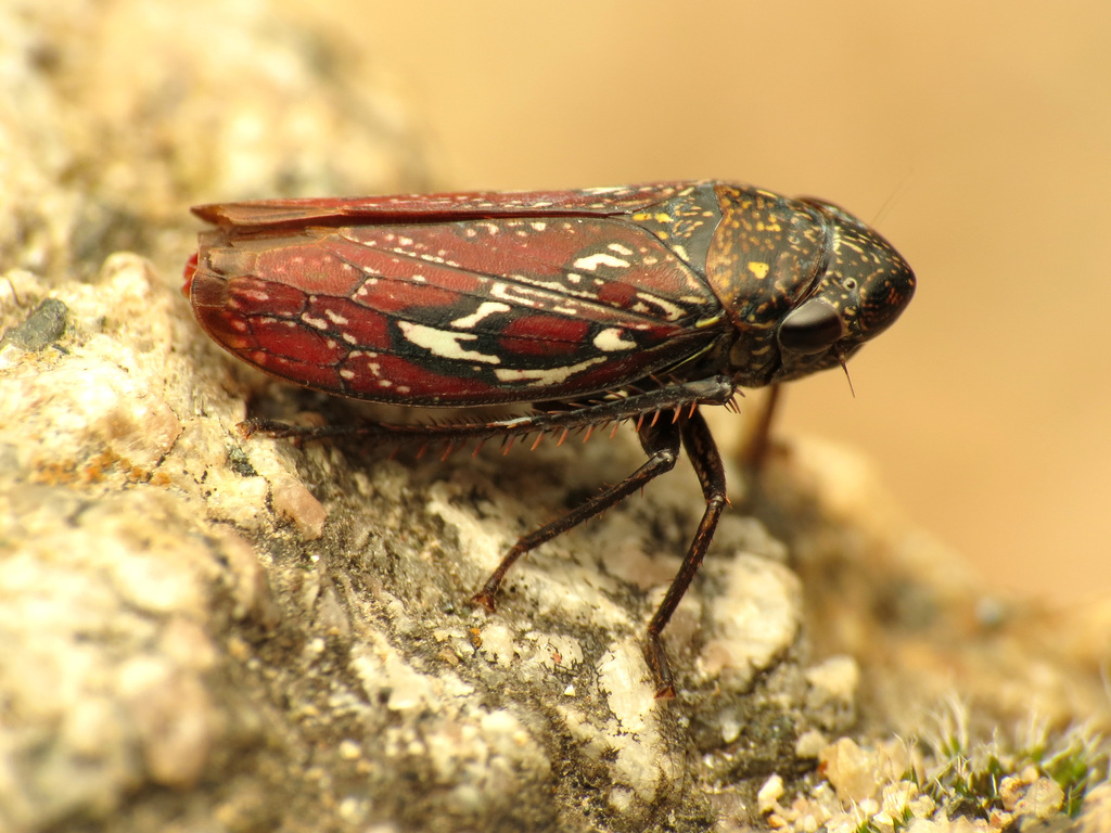 Apogonalia omani