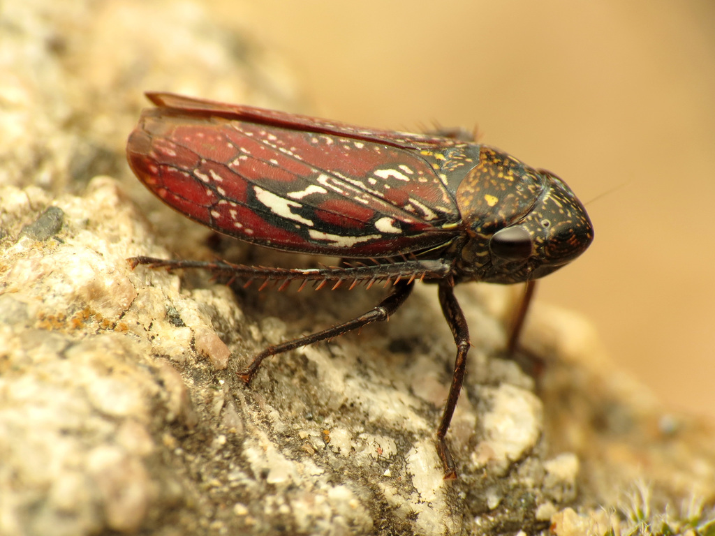 Apogonalia