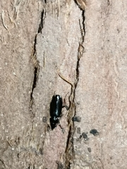 Carabidae