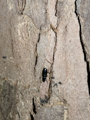 Carabidae