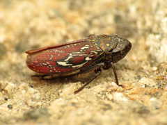Apogonalia omani
