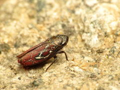 Apogonalia omani