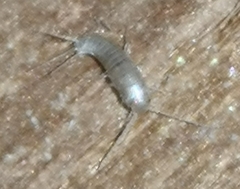 Lepisma