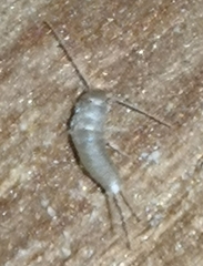 Lepisma