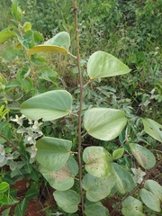 Bauhinia rufa