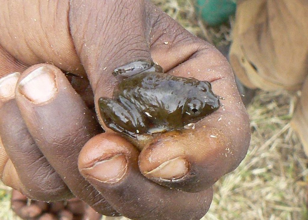 Harenna Forest Grass Frog