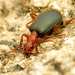 Escarabajos Bombarderos - Photo (c) Katja Schulz, algunos derechos reservados (CC BY)