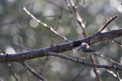 Poecile palustris