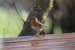 Erithacus rubecula
