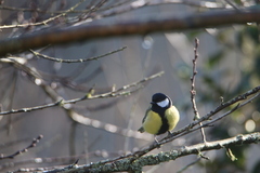 Parus major