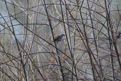 Prunella modularis